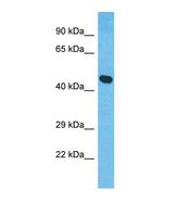 XRG8 / XKR8 Antibody - Western blot of Human HepG2. XKR8 antibody dilution 1.0 ug/ml.  This image was taken for the unconjugated form of this product. Other forms have not been tested.