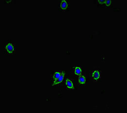 XRG8 / XKR8 Antibody - Immunofluorescent analysis of HepG2 cells diluted at 1:100 and Alexa Fluor 488-congugated AffiniPure Goat Anti-Rabbit IgG(H+L)