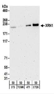 XRN1 Antibody - Detection of Mouse XRN1 by Western Blot. Samples: Whole cell lysate (50 ug) from NIH3T3, TCMK-1, 4T1, and CT26.WT cells. Antibodies: Affinity purified rabbit anti-XRN1 antibody used for WB at 0.2 ug/ml. Detection: Chemiluminescence with an exposure time of 3 minutes.