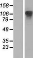 XRN2 Protein - Western validation with an anti-DDK antibody * L: Control HEK293 lysate R: Over-expression lysate