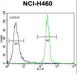 XYLT1 / XylT-I Antibody - XYLT1 Antibody flow cytometry of NCI-H460 cells (right histogram) compared to a negative control cell (left histogram). FITC-conjugated goat-anti-rabbit secondary antibodies were used for the analysis.