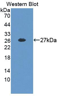 YAF2 Antibody - Western blot of YAF2 antibody.