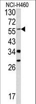 YAP / YAP1 Antibody - Western blot of YAP1 antibody in NCI-H460 cell line lysates (35 ug/lane). YAP1 (arrow) was detected using the purified antibody.