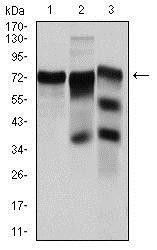 YAP / YAP1 Antibody - Western Blot: YAP1 Antibody (1A12) - Western blot analysis using YAP1 mouse mAb against HeLa (1), C6 (2) and Cos7 (3) cell lysate.