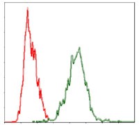 YAP / YAP1 Antibody - Flow Cytometry: YAP1 Antibody (1A12) - Flow cytometric analysis of HeLa cells using YAP1 mouse mAb (green) and negative control (red).