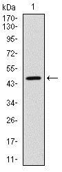 YAP / YAP1 Antibody - Western Blot: YAP1 Antibody (1A12) - Western blot analysis using YAP1 mAb against human YAP1 (AA: 250-447) recombinant protein. (Expected MW is 54.4 kDa)