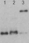 YAP / YAP1 Antibody - The YAP1 Antibody is used in Western blot to detect GST-YAP[51-270] S94A (1), GST-YAP[51-270] wt (2), and full-length YAP (3) purified recombinant proteins after in vitro kinase treatment.
