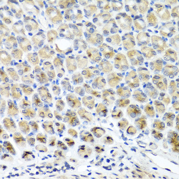 YAP / YAP1 Antibody - Immunohistochemistry of paraffin-embedded mouse stomach using YAP1 antibody at dilution of 1:100 (40x lens).