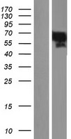 YAP / YAP1 Protein - Western validation with an anti-DDK antibody * L: Control HEK293 lysate R: Over-expression lysate