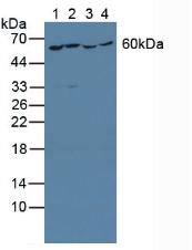 YARS / Tyrosyl-tRNA Synthetase Antibody - Western Blot; Sample: Lane1: Human K562 Cells; Lane2: Human Hela Cells; Lane3: Human Jurkat Cells; Lane4: Human HepG2 Cells.