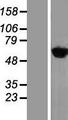 YARS / Tyrosyl-tRNA Synthetase Protein - Western validation with an anti-DDK antibody * L: Control HEK293 lysate R: Over-expression lysate