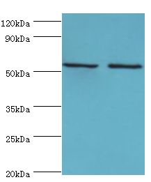 YARS2 Antibody - Western blot. All lanes: Tyrosine--tRNA ligase, mitochondrial antibody at 15 ug/ml. Lane 1: K562 whole cell lysate. Lane 2: HepG2 whole cell lysate. secondary Goat polyclonal to rabbit at 1:10000 dilution. Predicted band size: 53 kDa. Observed band size: 53 kDa.