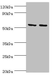 YARS2 Antibody - Western blot All lanes: Tyrosine--tRNA ligase, mitochondrial antibody at 15µg/ml Lane 1: K562 whole cell lysate Lane 2: HepG2 whole cell lysate Secondary Goat polyclonal to rabbit IgG at 1/10000 dilution Predicted band size: 53 kDa Observed band size: 53 kDa