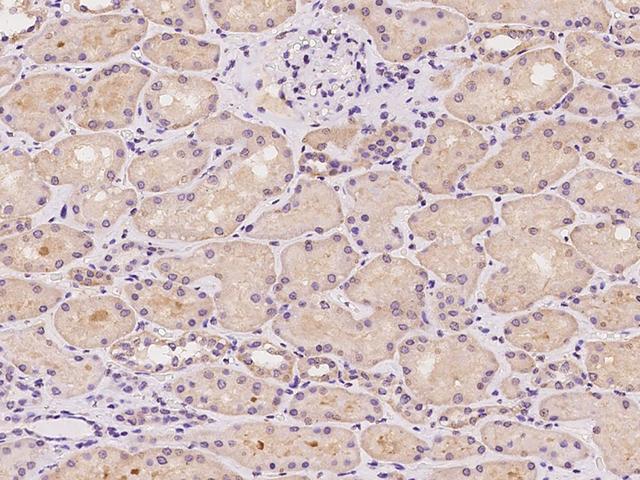 YARS2 Antibody - Immunochemical staining of human YARS2 in human kidney with rabbit polyclonal antibody at 1:100 dilution, formalin-fixed paraffin embedded sections.