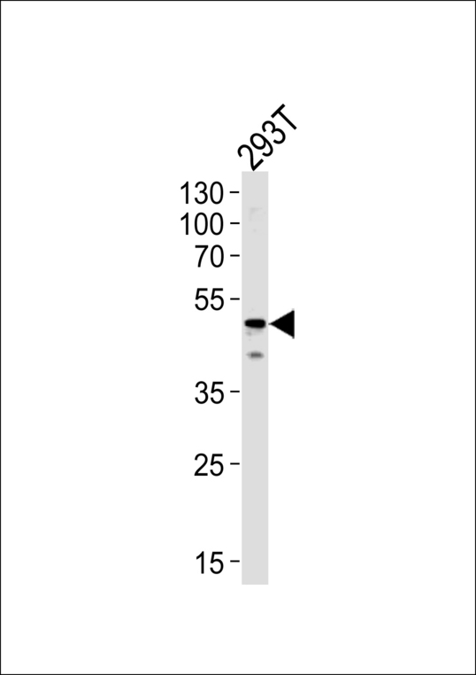 YBX1 / YB1 Antibody - YBX1 Antibody western blot of 293T cell line lysates (35 ug/lane). The YBX1 antibody detected the YBX1 protein (arrow).