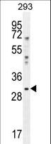 YBX1 / YB1 Antibody - YBX1 Antibody western blot of 293 cell line lysates (35 ug/lane). The YBX1 antibody detected the YBX1 protein (arrow).