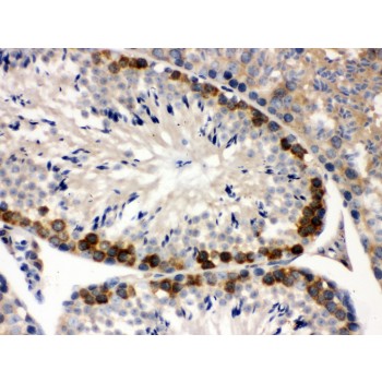 YBX1 / YB1 Antibody - YB1 antibody IHC-paraffin. IHC(P): Mouse Testis Tissue.