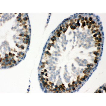 YBX1 / YB1 Antibody - YB1 antibody IHC-paraffin. IHC(P): Rat Testis Tissue.