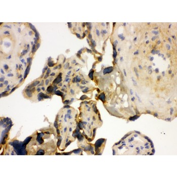 YBX1 / YB1 Antibody - YB1 antibody IHC-frozen. IHC(F): Human Placenta Tissue.