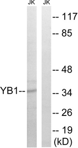 YBX1 / YB1 Antibody - Western blot analysis of lysates from Jurkat cells, using YB1 Antibody. The lane on the right is blocked with the synthesized peptide.