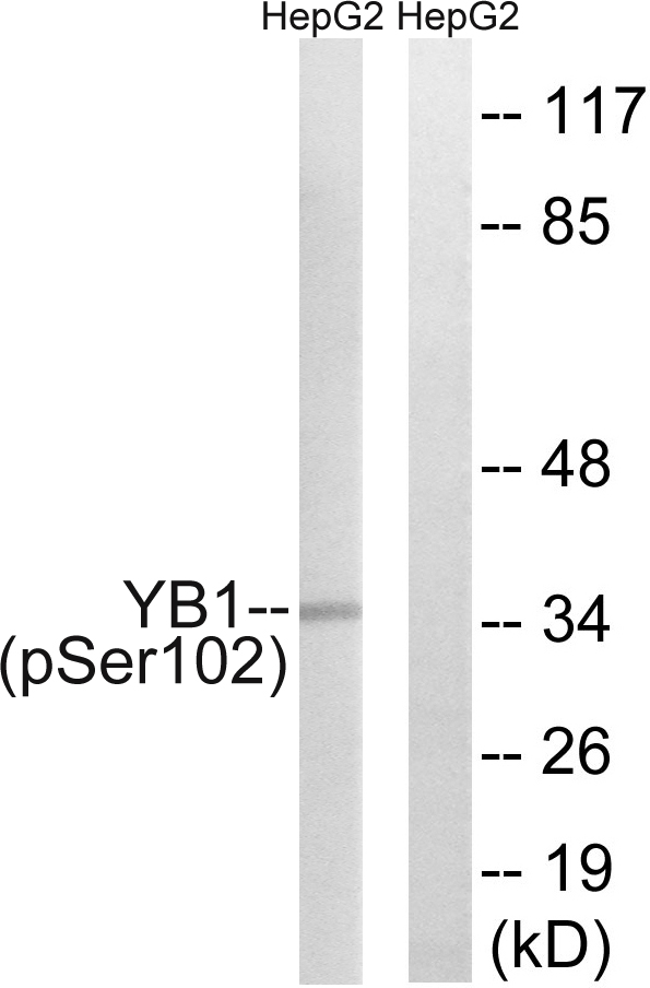 YBX1 / YB1 Antibody - Western blot analysis of lysates from HepG2 cells treated with PMA 125ng/ml 15', using YB1 (Phospho-Ser102) Antibody. The lane on the right is blocked with the phospho peptide.