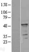 YBX1 / YB1 Protein - Western validation with an anti-DDK antibody * L: Control HEK293 lysate R: Over-expression lysate