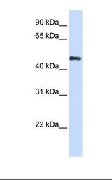 YBX3 / CSDA Antibody - 293T cell lysate. Antibody concentration: 1.0 ug/ml. Gel concentration: 12%.  This image was taken for the unconjugated form of this product. Other forms have not been tested.