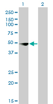 YBX3 / CSDA Antibody - Western blot of CSDA expression in transfected 293T cell line by CSDA monoclonal antibody (M02), clone 4D9.
