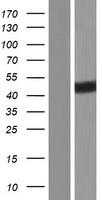 YBX3 / CSDA Protein - Western validation with an anti-DDK antibody * L: Control HEK293 lysate R: Over-expression lysate