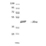 AHSA1 / AHA1 Protein - SDS-PAGE of ~38kDa his-tagged yeast Aha1 protein.