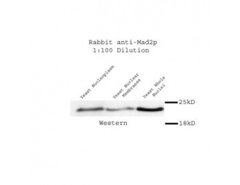 Yeast Mad2p Antibody - Western blot of Yeast Mad2p antibody.