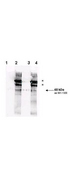 Yeast Rad9 Antibody - Anti-Rad9 Antibody- Western Blot. Affinity purified phospho-specific antibody to yeast Rad9 at pS1260 was used at a 1:200 dilution incubated overnight at 4° C to detect Rad9 by Western blot. Lanes were loaded with 50 ng each of recombinant GST fusion protein containing S. cerevisiae Rad9 (aa ~60 kD) on a 4-20% Criterion gel for SDS-PAGE as follows: Lane 1 - non-phosphorylated wild type yeast Rad9, Lane 2 - in vitro phosphorylated wild type yeast Rad9, Lane 3 - non-phosphorylated S1129A/S1260A double mutant Rad9, Lane 4 - in vitro phosphorylated S1129A/S1260A double mutant. Phosphorylation of Rad9 was by treatment with ATP and Rad53 kinase. Rad53 kinase autophosphorylates and appears cross reactive as it is detected on the blot as 90 and 110 kD bands (asterisk). Detection occurred using a 1:5000 dilution of IRDye800 conjugated Donkey anti-Rabbit IgG (code # for 1h at room temperature. LICORs Odyssey Infrared Imaging System was used to scan and process the image. Other detection systems will yield similar results.