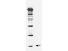 Yeast Rub1 Antibody - Anti-Rub1 Antibody - Western Blot. Anti-Rub1 antibody, generated by immunization with full-length, recombinant yeast Rub1, was tested by western blot against a yeast cell lysate. A dilution of the antibody between 1:200 and 1:1000 will show strong reactivity specifically with free Rub1 protein (indicated by arrow) and Rub1 conjugates. In this blot, the antibody was used at a 1:500 dilution and was incubated overnight at 4° C in 5% non-fat dry milk in TTBS. Detection occurred using a 1:2000 dilution of HRP-labeled Donkey anti-Rabbit IgG (code # LS-C60943) for 1 hour at room temperature. A chemiluminescence system was used for signal detection (Roche).