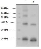 Yeast SUMO Antibody - Western blot of SUMO antibody. Lane 1: SUMO adipotide (25 ng), Lane 2: SUMO hemokinin (25 ng)