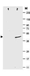 Yeast SUMO Antibody - Anti-ySUMO Antibody - Western Blot. Western blot of ySUMO fusion protein. Anti-ySUMO antibody, generated by immunization with recombinant yeast SUMO, was tested by western blot against a SUMO-GFP fusion protein (lane 2). While the actual molecular weight of the fusion protein is 39 kD, the protein migrates as a 49 kD band (arrowhead). No reactivity is seen for lane 1 which contains His-tagged GFP protein. The membrane was blocked using BLOTTO. Primary antibody was used at a 1:1000 dilution in BLOTTO. The membrane was washed and reacted with a 1:10000 dilution of IRDye 800 Conjugated Affinity Purified Goat-anti-Mouset IgG (H&L) MX10 (800 nm channel). Molecular weight estimation was made by comparison to prestained MW markers indicated at the right (lane M, 700 nm channel). Other detection systems will yield similar results.
