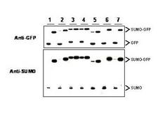 Yeast SUMO Antibody - Anti-SUMO Antibody - Western Blot. Anti-SUMO antibody, generated by immunization with recombinant yeast SUMO, was tested by western blot against several constructs of SUMO-GFP fusion proteins after cleavage by proteases in insect cell protein extracts. These constructs contained various linkers between the SUMO and GFP portion of the fusion proteins. Each sample was run twice. The left lanes each contain 2 ug E. coli expressed and purified SUMO-GFP fusion proteins after incubation with lysed cells (50 ug total protein) for 1 h. The right lanes contain the same fusion proteins incubated with the lysate in the presence of 2% SDS. After probing with anti-GFP antibodies the membranes were stripped of antibody using SDS-DTT solution for 30 m at 60° C and were then re-probed using the anti-SUMO antibody at a 1:1000 dilution incubated overnight at 4° C in 5% non-fat dry milk in TTBS. Detection occurred using a 1:2000 dilution of HRP-labeled Donkey anti-Rabbit IgG (code # LS-C60943) for 1 hour at room temperature. A chemiluminescence system was used for signal detection (Roche). Other detection systems will yield similar results.