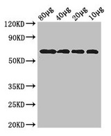 YedQ Antibody - Western Blot Positive WB detected in:Rosseta bacteria lysate at 80 ug, 40 ug, 20 ug, 10 ug All Lanes: yedQ antibody at 2.5µg/ml Secondary Goat polyclonal to rabbit IgG at 1/50000 dilution Predicted band size: 65 kDa Observed band size: 65 kDa