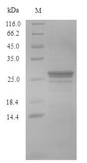 yopE Protein - (Tris-Glycine gel) Discontinuous SDS-PAGE (reduced) with 5% enrichment gel and 15% separation gel.