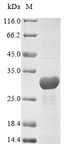 yscM Protein - (Tris-Glycine gel) Discontinuous SDS-PAGE (reduced) with 5% enrichment gel and 15% separation gel.