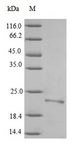 caf1 / F1 Capsule Antigen Protein - (Tris-Glycine gel) Discontinuous SDS-PAGE (reduced) with 5% enrichment gel and 15% separation gel.