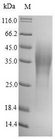 caf1 / F1 Capsule Antigen Protein - (Tris-Glycine gel) Discontinuous SDS-PAGE (reduced) with 5% enrichment gel and 15% separation gel.