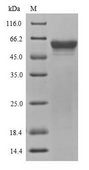 yopM Protein - (Tris-Glycine gel) Discontinuous SDS-PAGE (reduced) with 5% enrichment gel and 15% separation gel.