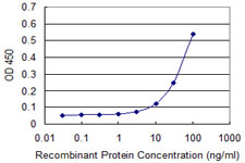 YES1 / c-Yes Antibody - Detection limit for recombinant GST tagged YES1 is approximately 10 ng/ml as a capture antibody.