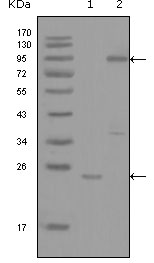 YES1 / c-Yes Antibody - Western blot using YES1 mouse monoclonal antibody against truncated YES1-His recombinant protein (1) and full-length GFP-YES1(aa1-543) transfected COS7 cell lysate (2).