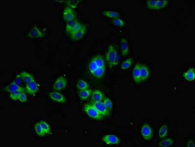 YIF1B Antibody - Immunofluorescent analysis of HepG2 cells using YIF1B Antibody at dilution of 1:100 and Alexa Fluor 488-congugated AffiniPure Goat Anti-Rabbit IgG(H+L)