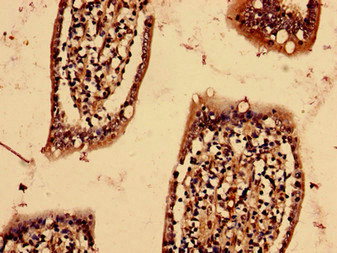 YIF1B Antibody - Immunohistochemistry analysis of human small intestine tissue using YIF1B Antibody at dilution of 1:100