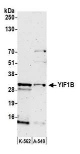 YIF1B Antibody - Detection of human YIF1B by western blot. Samples: Whole cell lysate (50 µg) from K-562 and A-549 cells prepared using NETN lysis buffer. Antibody: Affinity purified rabbit anti-YIF1B antibody used for WB at 1:1000. Detection: Chemiluminescence with an exposure time of 3 minutes.