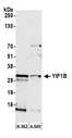 YIF1B Antibody - Detection of human YIF1B by western blot. Samples: Whole cell lysate (50 µg) from K-562 and A-549 cells prepared using NETN lysis buffer. Antibody: Affinity purified rabbit anti-YIF1B antibody used for WB at 1:1000. Detection: Chemiluminescence with an exposure time of 3 minutes.
