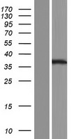 YIF1B Protein - Western validation with an anti-DDK antibody * L: Control HEK293 lysate R: Over-expression lysate