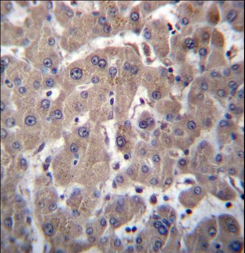 YIPF1 Antibody - YIPF1 Antibody immunohistochemistry of formalin-fixed and paraffin-embedded human liver tissue followed by peroxidase-conjugated secondary antibody and DAB staining.